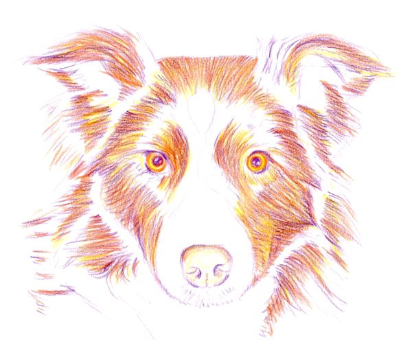 Drawing a Dog: Step 4