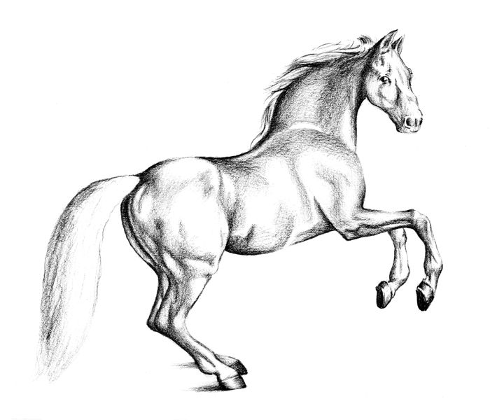 Simple Horses Drawing Sketches for Girl