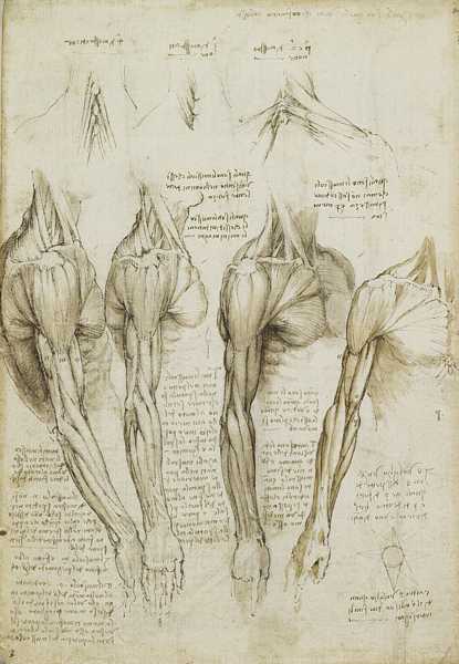 LEONARDO DA VINCI (1452-1519) 'Anatomical study of the muscles of the shoulder, arm and kneck', c.1510-11 (pen, ink and wash)