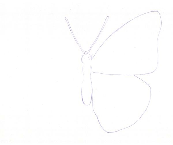 Featured image of post Drawings Of Butterflies With Color : But you may also choose to.