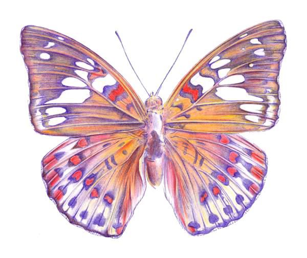 How to Draw a Rainbow Butterfly - Really Easy Drawing Tutorial