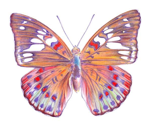 Drawing a Butterfly - Step 9