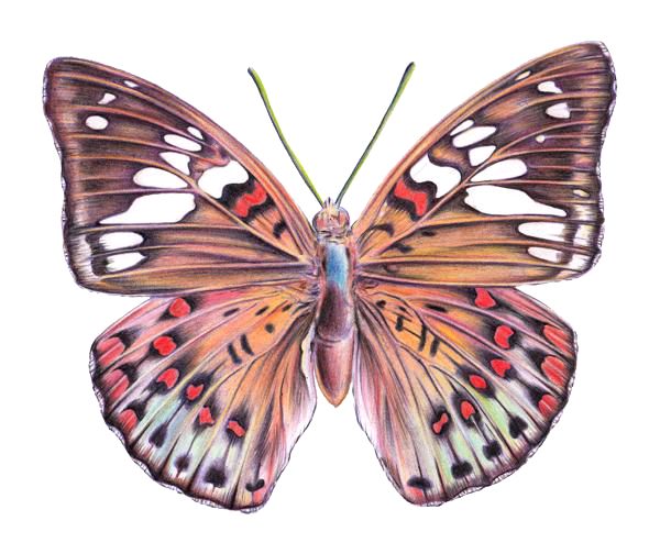 outline drawings of butterflies