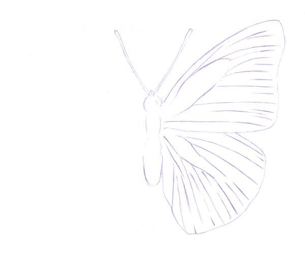 pencil drawing of butterflies