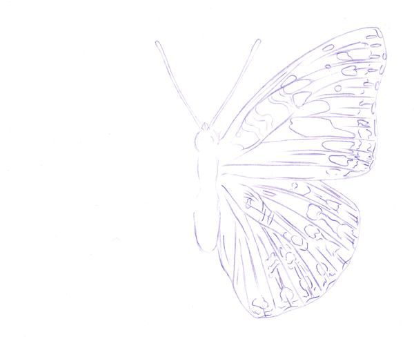 Blue Morpho Butterfly in Pencil Leiriin - Illustrations ART street