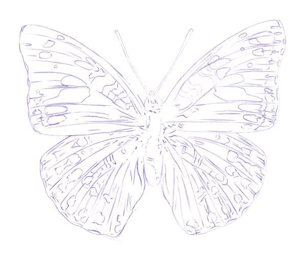 Drawing a Butterfly - Step 4
