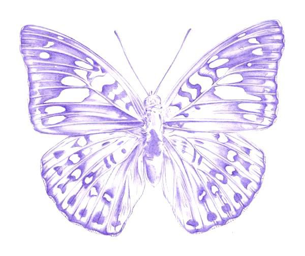 Drawing a Butterfly - Step 6