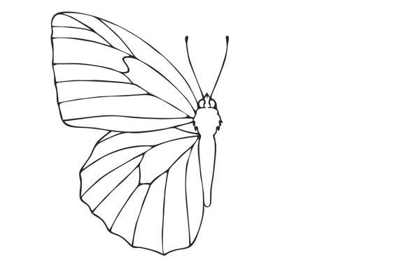 Start by drawing the body and two wings.