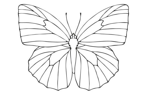 Trace and transfer the wings to complete the image.