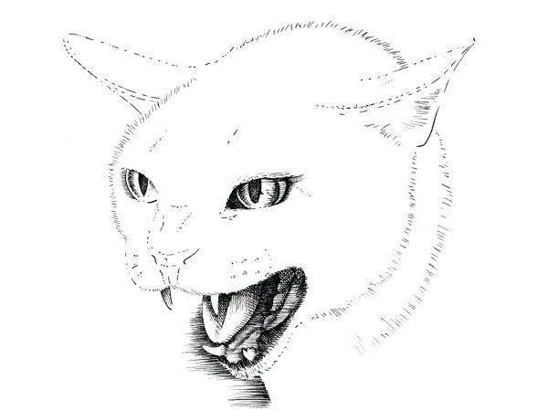 Angry cat, Here is a pencil drawing of a cat.The use of col…