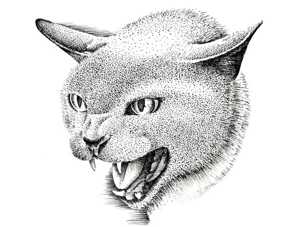 Illustration Three Angry Cats