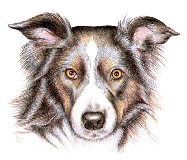 easy animal colored pencil drawings