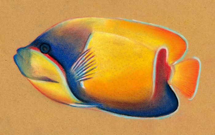 Drawing Fish From Water Color Stock Photo, Picture and Royalty Free Image.  Image 23246581.