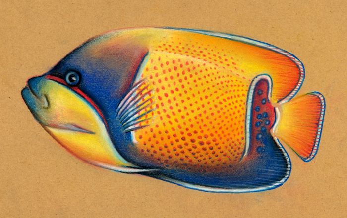 Premium Photo | Vibrant colors of a colorful fish drawing