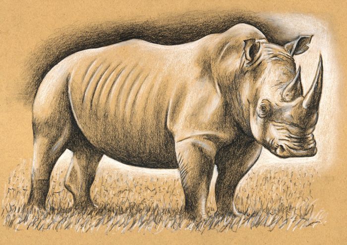 How to Draw a Rhino
