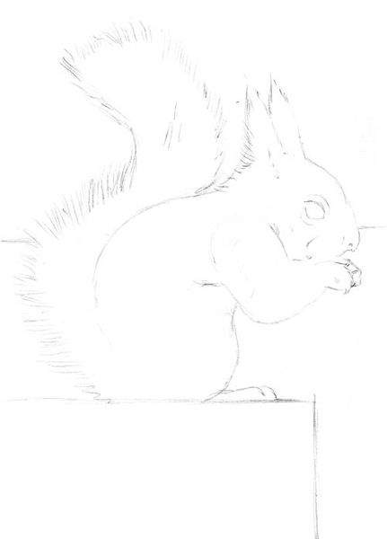 How to Draw a Squirrel - A Step-by-Step Squirrel Drawing Guide