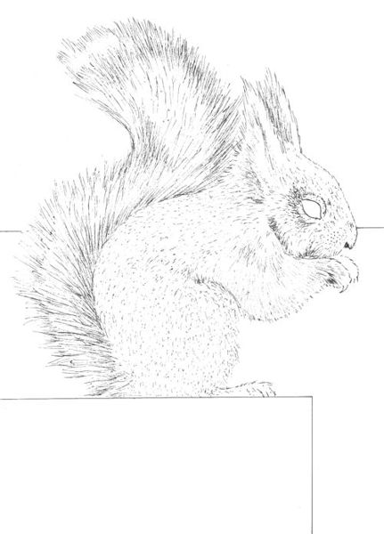 How to Draw a Squirrel with Pen and Ink