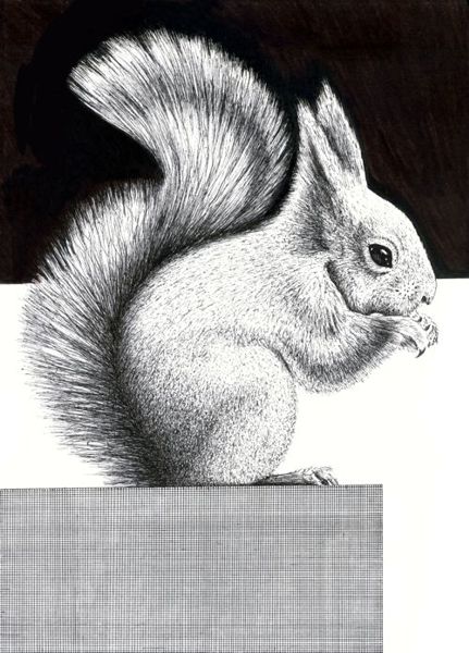 Squirrel in colour pencil, Woodland Creature series | Behance :: Behance