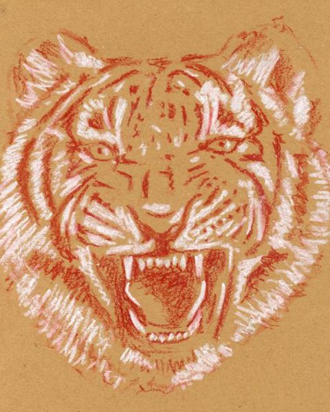 Drawing a Tiger: Step 3