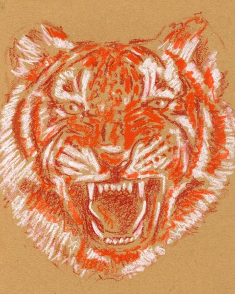 Drawing a Tiger: Step 4