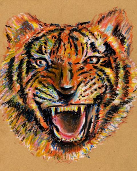 how to draw a tiger face step by step - Google Search | Tiger sketch,  Animal drawings, Tiger drawing