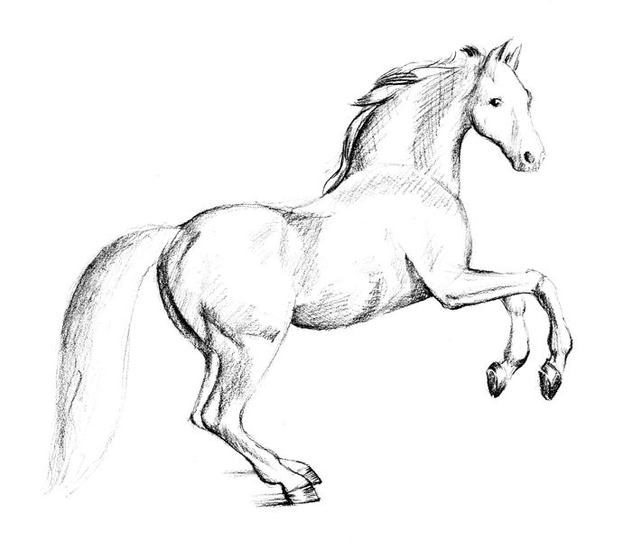 Stand Up Horse Outline Comments - Simple Standing Horse Drawing Clipart  (#3380047) - PikPng