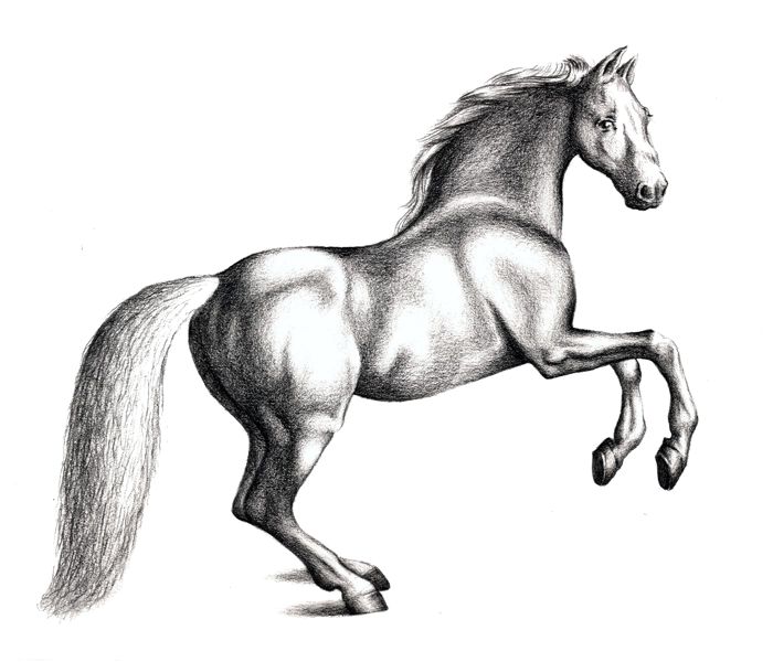 horse color pencil drawing