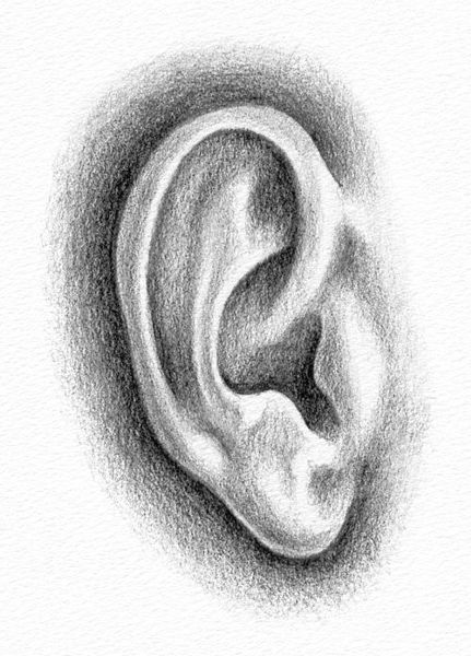 Pencil Portrait Drawing - How to Draw an Ear