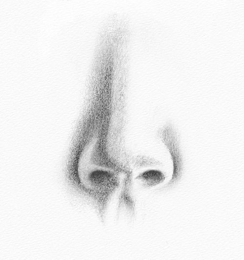 Pencil Portrait Drawing How to Draw a Nose
