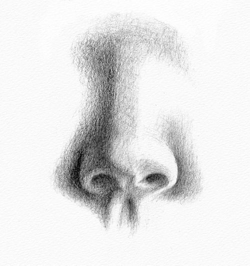 nose drawings in pencil