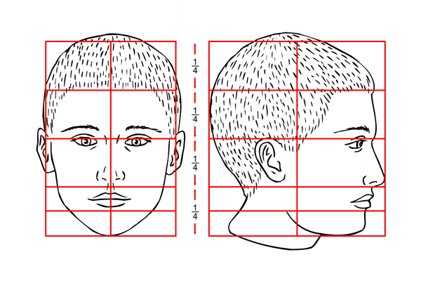 the Proportions of Head The