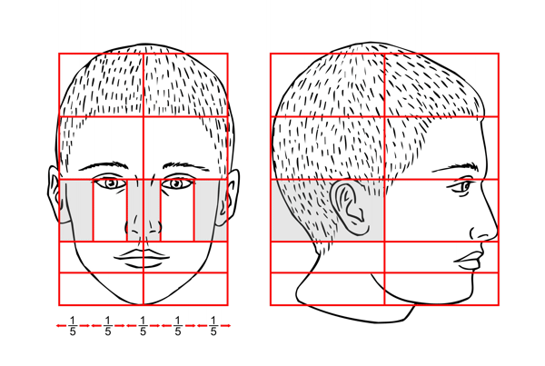 facial proportions worksheet