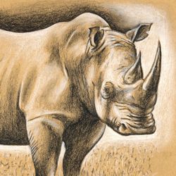 How to Draw a Rhinoceros